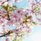 河津桜