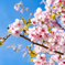 河津桜