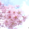 咲き始めた河津桜