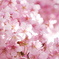 光と河津桜
