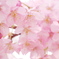 柔らか河津桜