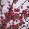 DSCF2997