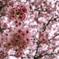 新宿御苑　桜　