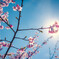 のびする桜