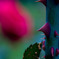 _DSF0675-2