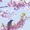 花鳥