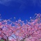 青空と河津桜