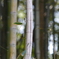 竹