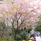 プチ花見