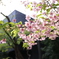 河津桜