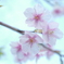 花は咲く
