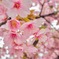 河津桜