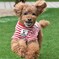 愛犬レオ