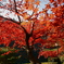 遅れてきた紅葉