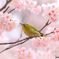 春爛漫