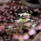 hI5D_2713p