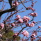 桜，咲！