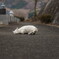 どうにもこうにも