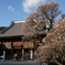 成田山新勝寺　最後の梅