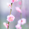 華飾り