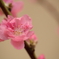 桃の花