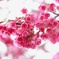 悲観桜