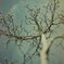 Winter tree