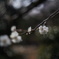 春の訪れ Angenieux 50mm f1.5 (Exakta)