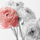 ‎Ranunculus