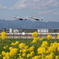 春駒　新田原基地567