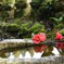 観音様の紅椿