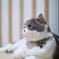 ねこねこねこ