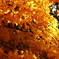 近所の紅葉
