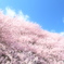 桜雲