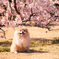 春めき桜と　もも