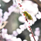 春の日差しの中で（１１）