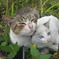 野良猫の親子