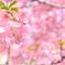 河津桜