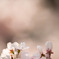春めき桜