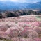 いなべ市梅林公園