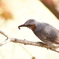 ヒヨ鳥？の昼メシ