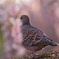 梅と鳩