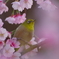 サクジロー