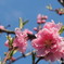 花桃