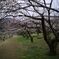 越生梅林(埼玉)_190316_16