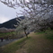 越生梅林(埼玉)_190316_18