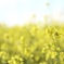 菜の花2
