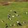 miniature animals ～開陽台から見た牛達