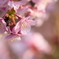 夕方の河津桜