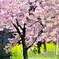 淀水路河津桜